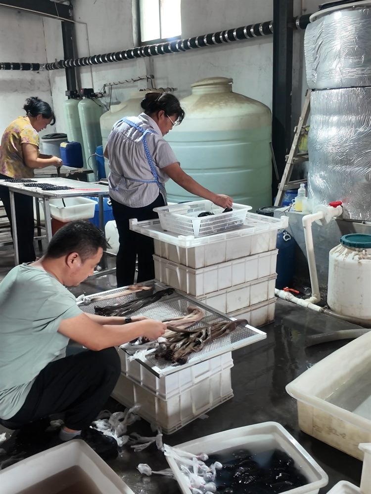 Hand processing workshop with workers